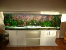 Galerie 100 - standard, Aquariumkombination, 200x60x60, 720l, 12mm, Esche Weiß K101 SE, Weiß Alaska, Aquariumhintergrund 1550, exclusiv-silver (geändert zu premium-silver), 4 x T5 80W Aqua