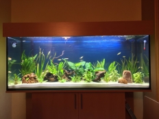 Galerie 135 - standard 150x50x60 Aquariumkombination, Rechteck, 450 Liter, Buche, D381 SE, comfort, T5 Basic 2x54W, Aquarium Unterlage