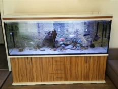 Galerie 140 - modern+s 200x60x70, Sonderanfertigung, Aquariumkombination, Rechteck, 840l, 12mm, Nuss Marino D2841 BS, KRONO, Dekor Türe: Nuss Marino D2841 BS, KRONO, Abdeckung: premium-silver, Schubladen: Holz mit matten Griffen, Unterlage, Abdeckungsplatten, Auflageplatte und Bodenplatte 28mm