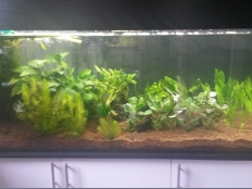 Galerie 143 - modern 160x60x60, Aquariumkombination als Raumteiler Rechteck, 576l, 12mm, Schwarz, U190 SE, Dekor Türe: Weiß Alaska, U8681 SM, Abdeckung: comfort, LED White+ 160, 45W