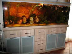 Galerie 144 - modern+s 200x60x70, Sonderanfertigung, Aquariumkombination, Rechteck, 840l, 15mm, Eiche Sonoma, exclusiv-silver (geänderz zu premium-silver), Hintergrund: 1550, Kiesblende, Optiwhite vorne und seitlich mit Schwarzem Silikon, LED White+, LED RGB+, 29W, Höhe: 85cm mit 5 Schubladen oben, Auflageplatte und Bodenplatte 28mm, Überlaufschacht, Griffe in Chrom-Optik, Türe: mattes Milchglas mit Aluminiumrahmen, Technikbecken 120x50x60