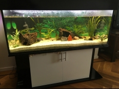 Galerie 146 - standard 150x60x60, Aquariumkombination, Schwarz U999 ST30 Hochglanz, Türe Weiß Alaska, U8681 SM, Abdeckung: comfort-black, LED White+ 150 Dimming, 42W, m. Controller, LED Plant+ 150, LED White+ 150 Dimming, LED Mini RGB, 4W, Aquarium Hintergrund: 1515