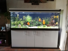 Galerie 159 - modern+ 160x60x60, Aquariumkombination, Rechteck, 576l, 12m, Wenge Magic D2229 BS, KRONO / Weiß Premium W1000 ST30, premium-white, LED White+ 160, LED Plant+ 160, LED White+ 160