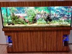 Galerie 162 - nova 200x60x70, Sonderanfertigung, Aquariumkombination, Rechteck, 840l, 15mm, sichere Glasdicke, Nuss Marino D2841 BS, KRONO, comfort-silver, Hintergrund: 1532, Optiwhite vorne, LED White+ 200, LED Plant+ 200, LED White+ 200 Dimming, Unterschrank Höhe: 80cm, Innenfilter: hinten rechts, 1532, 4 Kammern mit Zubehör und Hintergrund, Unterschrank Platten: 18mm, Auflageplatte und Bodenplatte 28mm, Kiesblende, Klicksystem