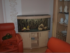 Galerie 5 - standard+r 120x40x50g, 216l, Gewölbt, Ahorn, Auflageplatte 28mm, T8 2x30W (Abdeckung überholt)