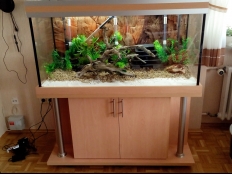 Galerie 85 - deco 120x50x60, Sonderanfertigung, Aquariumkombination, Rechteck, 360l, Buche Ellmau H1582 ST15, premium-silver, LED White+ Dimming, LED RGB+ 120, Aquarium Hintergrund: 1550, Aquarium Kiesblende, Unterlage, Füße: Kunststoff, verstellbar, Unterschrank Höhe: 70cm, Platten: 28mm, Türen und Rückwand 18mm