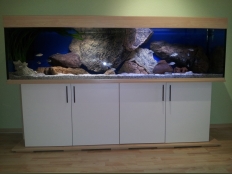 Galerie 86 - Aquarium 200x50x50 und Unterschrank standard+ 200x50 Aquarium-Unterschrank, Rechteck, Ahorn + Weiß Alaska, U8681 SM, glanz, Griffe in Chrom-Optik, Aquarium Unterlage - Kundeninfo: Eheim Power LED's Tropic / Polar, das Licht ist heller als es auf den Fotos wirkt. Betrieben wird das AQ mit einen Tunze Innenfilter Comline Riverpack 605, Besatz sind eigene Nachzuchten Hybriden von C.Moorii und Dimitiochromis compressiceps. Eingebaut sind ein paar Back to Nature Module und weitere Steinaufbauten.