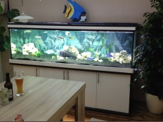 Galerie 88 - modern, Aquariumkombination, 200x60x60, 720l, 12mm, Schwarz / Weiß Alaska, Kiesblende, Schrankqualität: 28mm, Abdeckung: exclusiv-black (geändert zu premium-black), 4 x T5 80W Aqua