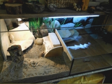 Galerie 96 - Schildkrötenbecken 120x50x50 mit Trennwand und Hintergrund 1548